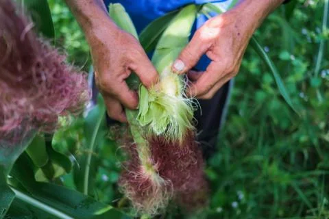 Farmer inspecting corn Foto stock