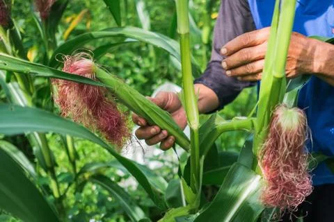 Farmer inspecting corn Stock Photos