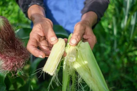 Farmer inspecting corn Stock Photos