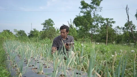 Farmer inspecting crops with digital tablet on organic farmland Stock Footage 311585235