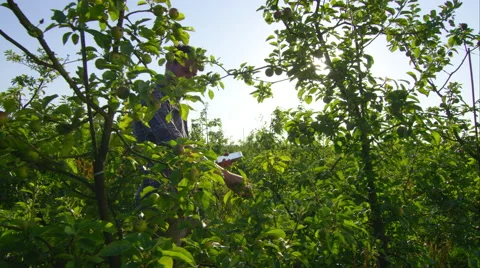 Farmer inspecting crops on the farm with Tablet. Stock Footage 63011376