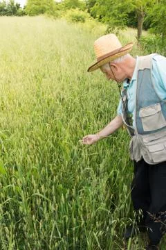 Farmer inspecting crops Stock Photos