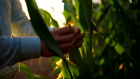 Farmer Inspecting Fresh Corn Ear at Sunset in Agricultural Field Stock Footage 328558907