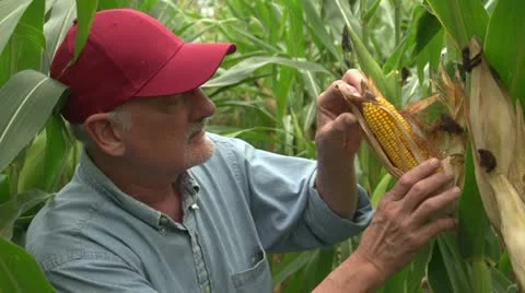 Farmer inspecting his corn in the field, looking at camera, close up Stock Footage 12029990