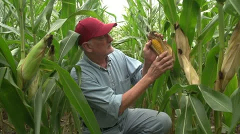 Farmer inspecting his corn in the field, looking at camera Stock Footage 12030126