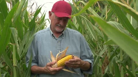 Farmer inspecting his corn in the field, looking at camera, standing Stock Footage 12030261