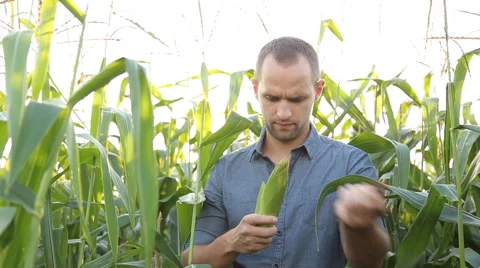 Farmer inspecting his corn in the field, looking at camera, close up Stock Footage