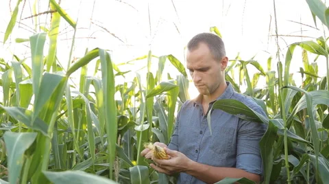 Farmer inspecting his corn in the field, looking at camera, close up Stock Footage 67864410