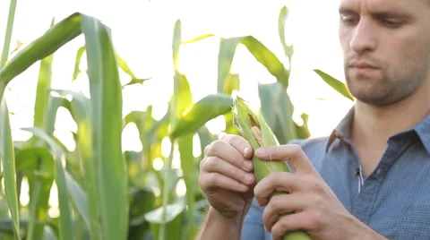 Farmer inspecting his corn in the field, looking at camera, close up Stock Footage 67864483