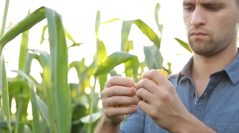 Farmer inspecting his corn in the field, looking at camera, close up Stock Footage 67864532