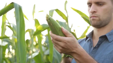 Farmer inspecting his corn in the field, looking at camera, close up Stock Footage