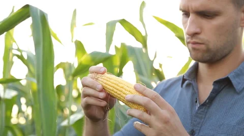 Farmer inspecting his corn in the field, looking at camera, close up Stock Footage 67864617