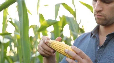 Farmer inspecting his corn in the field, looking at camera, close up Stock Footage 67864672