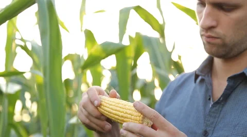 Farmer inspecting his corn in the field, looking at camera, close up Stock Footage