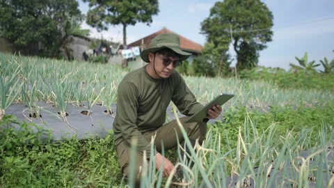 Farmer inspecting leek crop using digital tablet in agricultural field Stock Footage 311585230