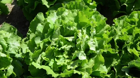 Farmer inspecting lettuce leaf with his hands.  Fresh lettuce plants. Food Stock Footage 137922551