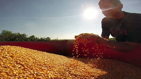Farmer Inspecting Maize Grains Stock Footage 55777499