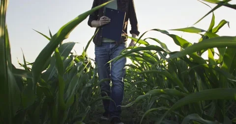 Farmer inspecting quality of corn plants in field and note in tablet Video stock 203909929