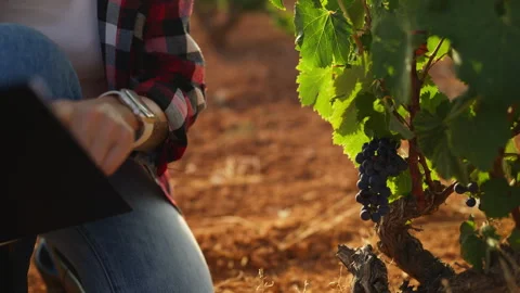Farmer  inspecting ripe fruit during routine crop quality check before harv.. Stock Footage 341436405