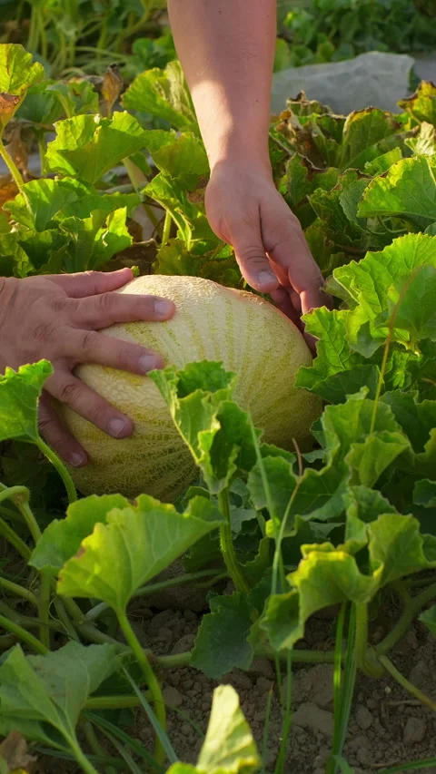 Farmer inspecting ripe melon in the field. Cantaloupe harvest agriculture Stock Footage 314013505