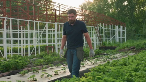 Farmer inspecting strawberry patch for weed amid lush orchard at sunset Stock Footage 318050417