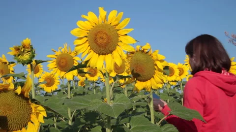 Farmer inspecting sunflower field, tablet computer, crop, harvest Stock Footage 53301840
