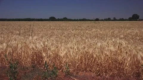 Farmer inspecting wheat crop Stock Footage 51273649