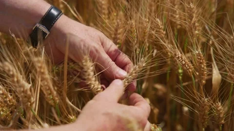 Farmer inspecting wheat grain with his hands while standing in his crops Stock Footage 280848262