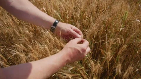 Farmer inspecting wheat grain with his hands while standing in his crops Stock Footage 280848284