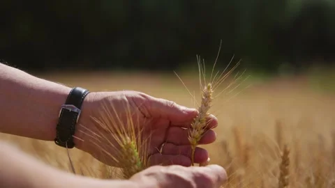 Farmer inspecting wheat grain with his hands while standing in his crops Stock Footage 280848352