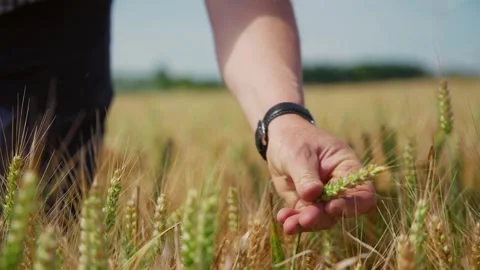 Farmer inspecting wheat grain with his hands while standing in his crops Stock Footage 280848366