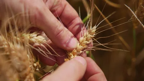 Farmer inspecting wheat grain with his hands while standing in his crops Stock Footage 280848370