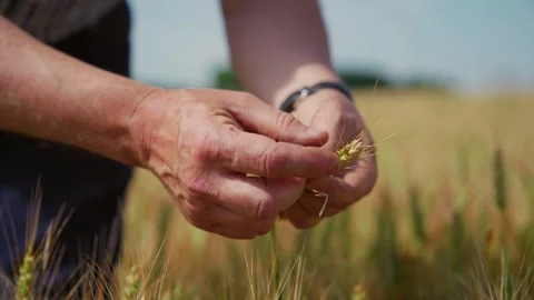 Farmer inspecting wheat grain with his hands while standing in his crops Stock Footage 280848398