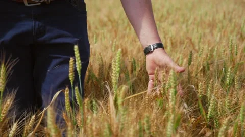 Farmer inspecting wheat grain with his hands while standing in his crops Stock Footage 280848422