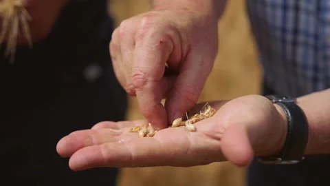 Farmer inspecting wheat grain with his hands while standing in his crops Stock Footage 280848423