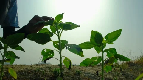 Farmer Inspecting Young Crop Plants for Pest Damage in Agricultural Field Stock Footage 206717631