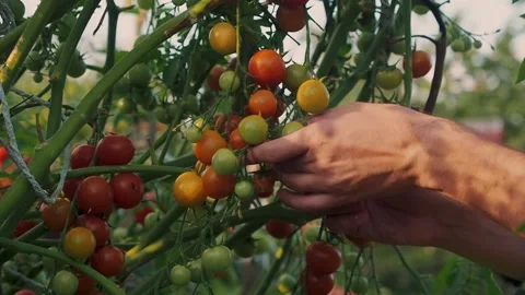 Farmer inspects and picking his ripe cherry tomatoes on the vine bushes Stock Footage 240766972