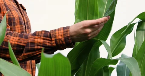 A farmer inspects corn leaves for pests Video stock 175983497