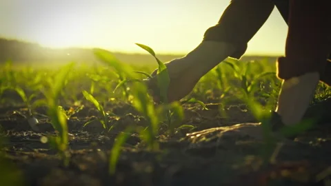 A farmer inspects the development stage of a young corn plant on a vast agri Stock Footage 331451818