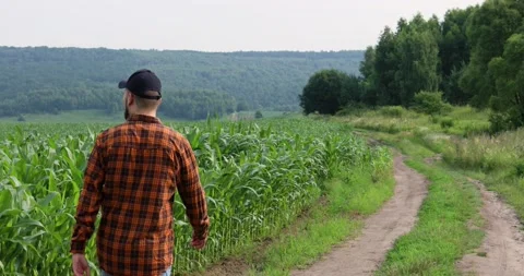 A farmer inspects a field of green corn. Estimation of future harvest Video stock 175983032