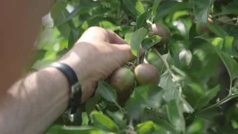 Farmer inspects growing apple on tree Video stock 86488389
