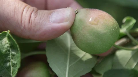 Farmer inspects growing apple on tree Stock Footage 86489119