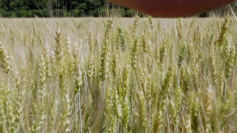 A farmer inspects the harvest in the wheat fields. Sorts through ears of wheat Video stock 201409793