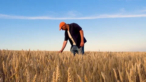 A farmer inspects his wheat field. Portrait of a man in a wheat field. Stock Footage 200770908