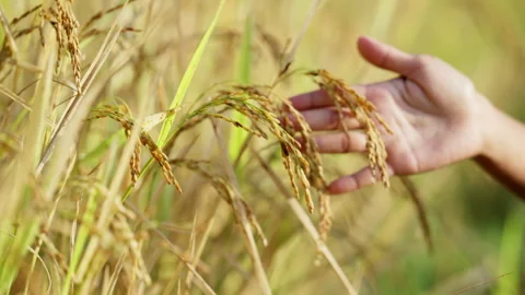 Farmer inspects rice plants with ripe grains, smallholder food security asia Stock Footage 252016643