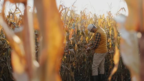 A farmer inspects ripe corn in a dry cornfield before harvesting Stock Footage 277699871