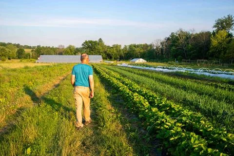 Farmer inspects vegetable rows of organic farm garden with greenhouse Stock Photos