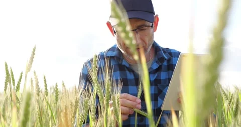 Farmer inspects wheat crop in field using tablet. Agronomist checks grain Stock Footage 345000016