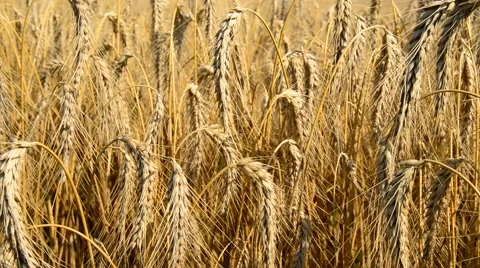 A farmer inspects of wheat field Stock Footage 40407454