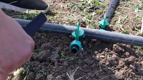 Farmer installing a drip irrigation system with pipes and connectors, assembling Stock Footage 334025951